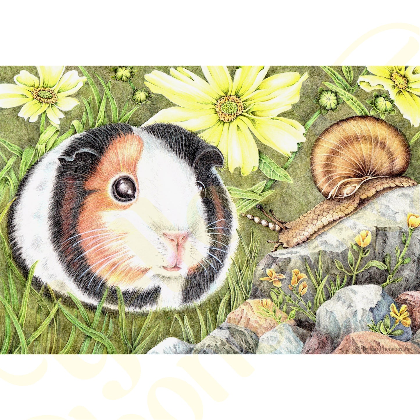 ‘Curious Guinea Pig’ - Handmade Greetings Card With Envelope